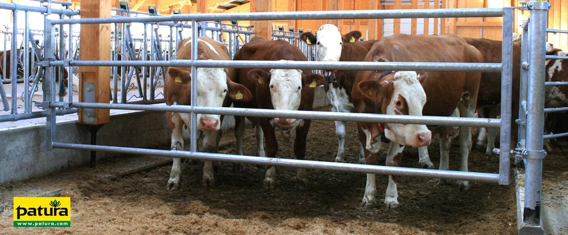 Fressgitter Rinder querformat