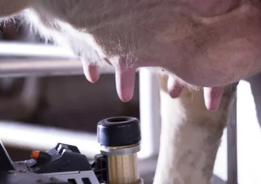 Melktechnik bei Holger Braaf