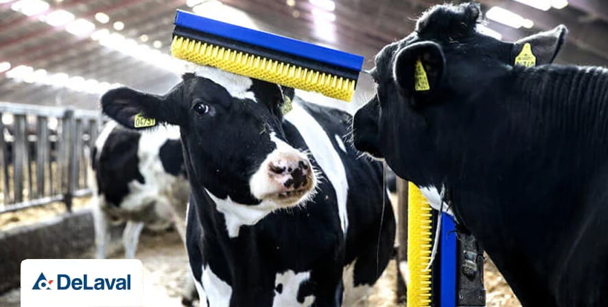 Stalltechnik mit Kuhbürsten